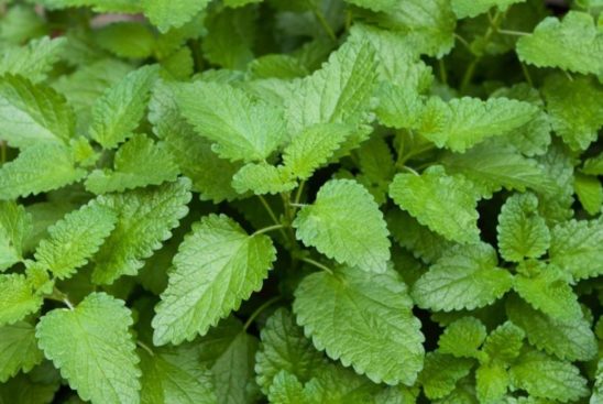 Lemon balm (Melissa officianalis)