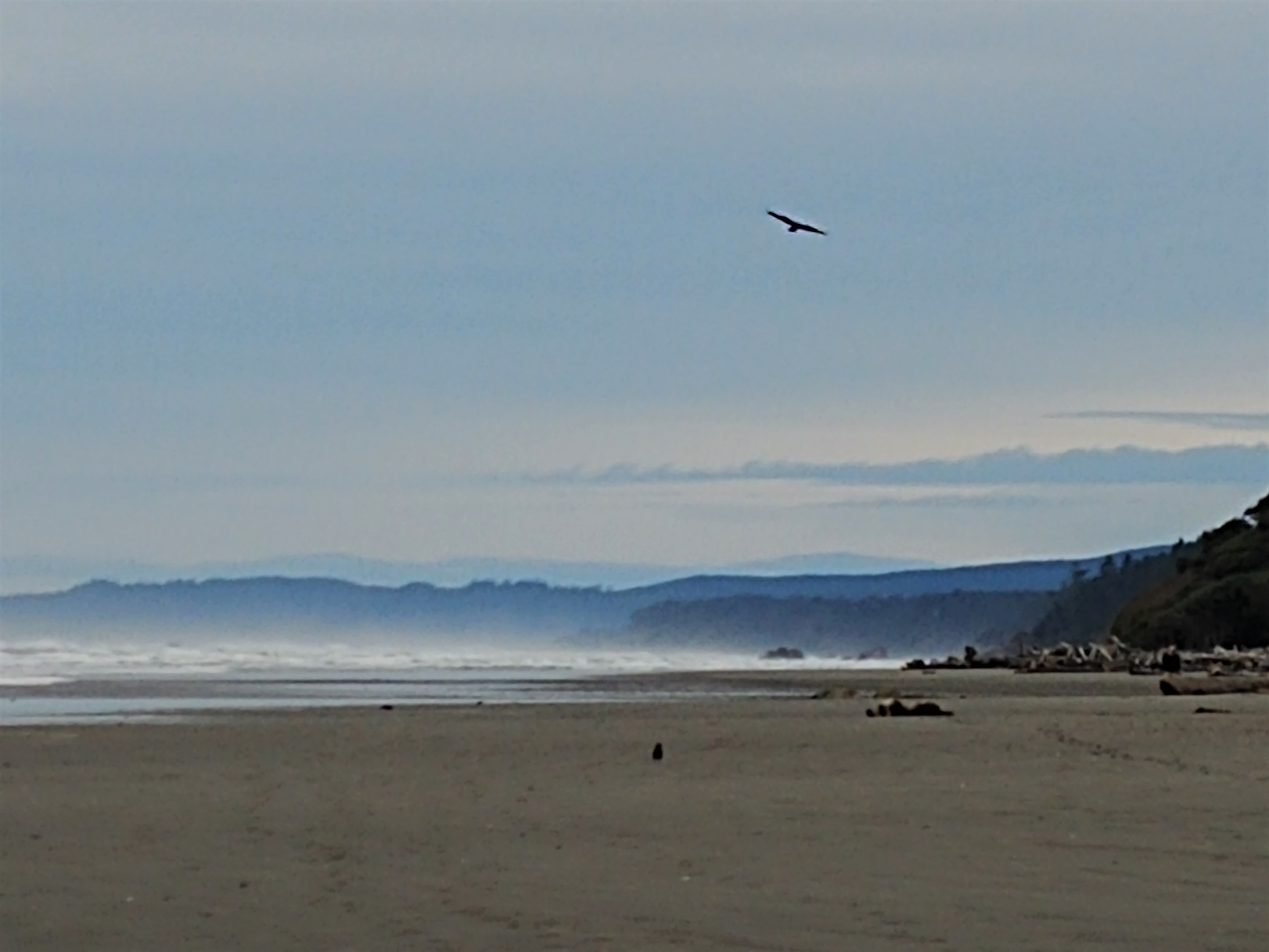 Kalaloch beach