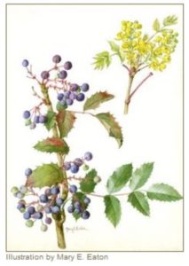 Oregon grape illustration