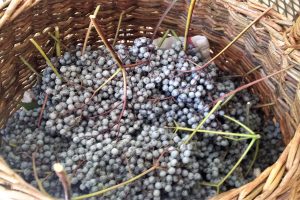 Elderberries