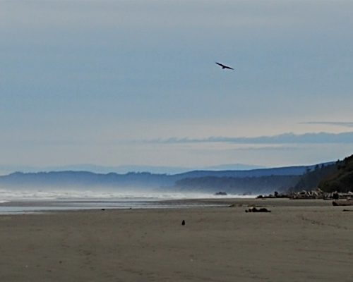 Kalaloch beach