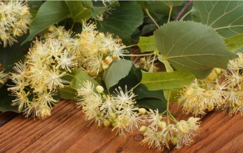 Linden flowers-Herbmentor